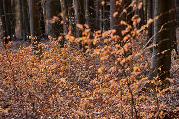 Autumn vibes in spring: The forest at the Moritzberg in Germany still looking like autumn in the last light of the day at the end of March