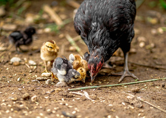 hen and chick