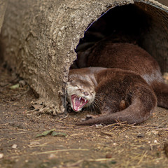 otter yawn