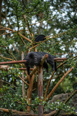 bear / science name Arctictis binturong