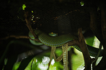 green snake