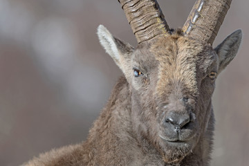 The Ibex mountain  (Capra ibex)