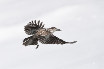 The Spotted nutracker in flight (Nucifraga caryocatactes)