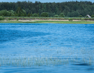 overlooking the water pole, with rushes in the foreground and two ducks behind them