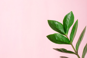 Green plant with leaves on a pink background with copyspace