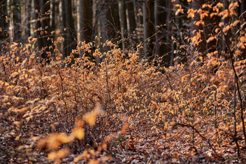 Autumn vibes in spring: The forest at the Moritzberg in Germany still looking like autumn in the last light of the day at the end of March