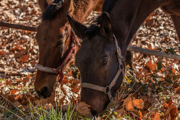 dos caballos marrones comiendo hierba fresca en el campo