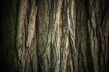 Obraz premium Tree bark texture