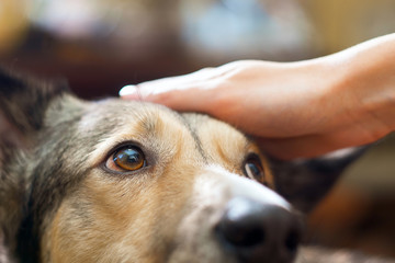 Fototapeta na wymiar Dog at home stroking hand, pet. Favorite pet close-up, selective focus