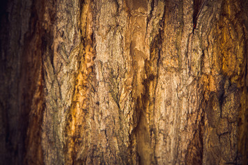 Tree bark texture