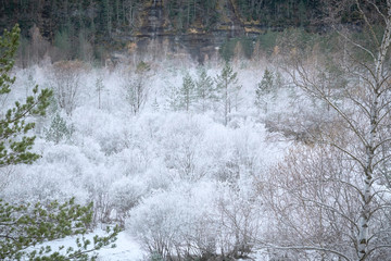 forest with white and green winter landscape