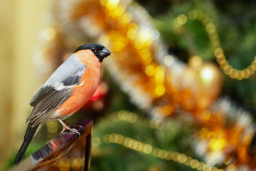 Bullfinch, Pyrrhula Pyrrhula, sits on the background of a Christmas tree with toys