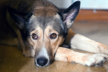 close-up portrait of a dog. pet bored waiting for the owner selective focus