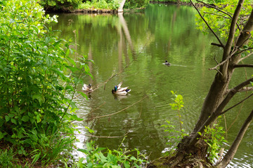 The Tiergarten, walk through the green beautiful park in central Berlin, ducks swim in the lake