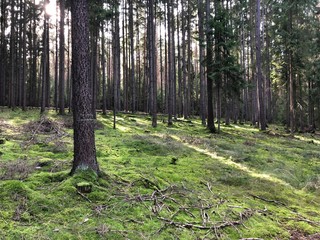 Oberpfälzer Wald Ruhe