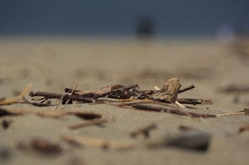 driftwood up close