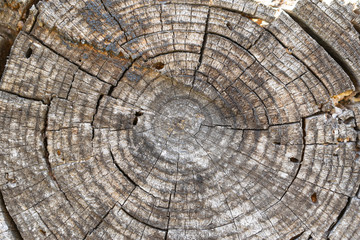 Pine tree trunk rings pattern with cracks and woodworm holes