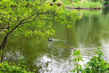 The Tiergarten, walk through the green beautiful park in central Berlin, ducks swim in the lake