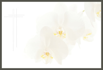 funeral flower Condolence card. frame with white Moon orchids and a cross. Close up of white orchids on light background. Empty place for a text. Appreciation, feelings compliment, mourning frame. 