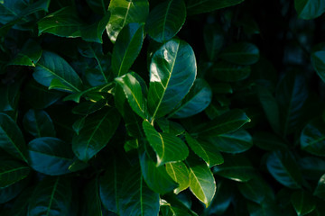 Fototapeta na wymiar Image of natural green leaves 