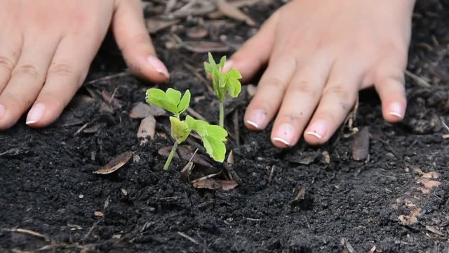 Young woman hands planting to soil Tamarind seedlings seedling in the vegetable garden. On the background a watering can for irrigation. Organic farming and spring gardening concept.