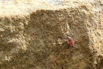 Red bug with black dots (firebug) on wooden and sandstone background