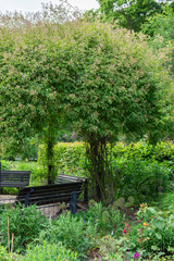 The Tiergarten, walk through the green beautiful park in central Berlin, benches for rest