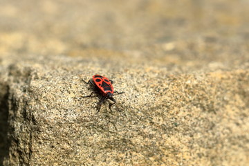 Red bug with black dots (firebug) on wooden and sandstone background