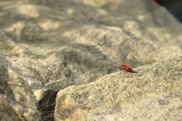 Red bug with black dots (firebug) on wooden and sandstone background