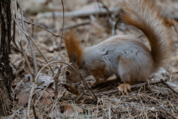 Cute squirrel on the ground of a pine forest