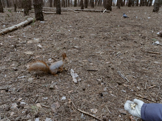 Obraz premium Cute squirrel is fed with hands in a pine forest