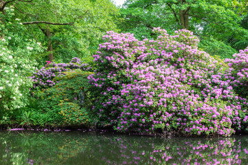 The Tiergarten, walk through the green beautiful park in central Berlin, beautiful large bushes with flowers near the river