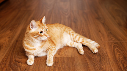 Red cat lies on the wooden floor. Angle view. Shallow focus.