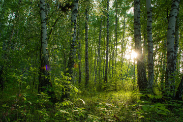 birch forest in early summer with an abundance of greenery and flowering plants, illuminated by the bright daytime sun coming out from behind the tree