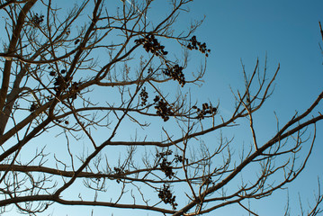 Tree without leaves with pods