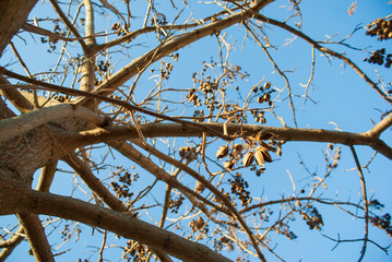 Tree without leaves with pods