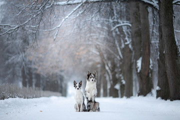 Fototapeta na wymiar two dogs on a park in winter. Marble Border Collie Together Outdoors