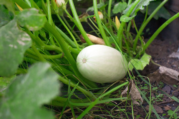 zucchini harvest. growing organic vegetables
