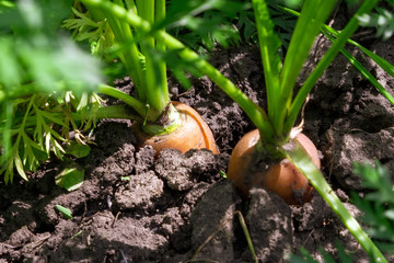 fresh carrots with greens on the ground. A large juicy unwashed carrots in the field against the background of the earth close up.