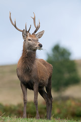 Proud juvenile Red Deer Stag (Cervus elaphus) standing on the crest of a hill