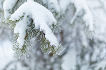 frozen coniferous branches in white hoarfrost against the background of a winter forest in the backlight of the rising sun