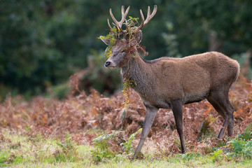 Juvenile Red Deer Stag (Cervus elaphus) with bracken in his antlers
