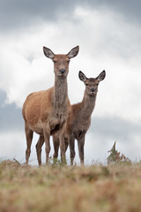 Red Deer Hind and Fawn (Cervus elaphus) on the crest of a hill under dark clouds
