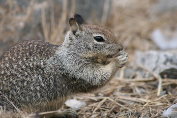Naklejka na ściany i meble Squirrel eating a nut in California, Morro Bay