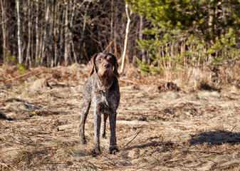 Dog breed Drathaar German Wirehaired pointer in early spring forest