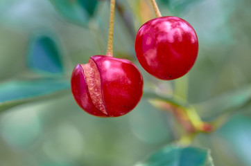 overripe cherries on a tree