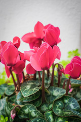 Obraz na płótnie Canvas Cyclamen (Cyclamen Persicum) flowers close up against white background, red pink color