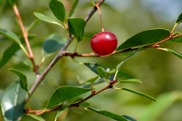 Ripe cherry