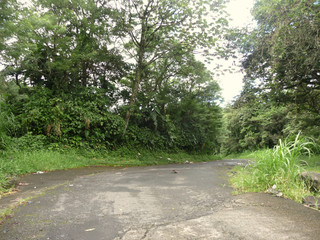 Obraz premium Guadeloupe végétation luxuriante palmier bananier manguier châtaignier