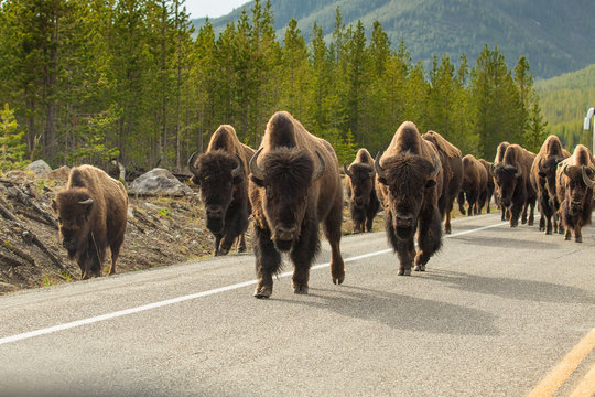 Bison Herd